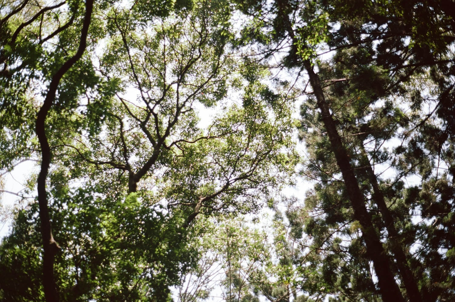 Tall trees with green leaves against a bright sky